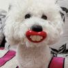 1pc Assorted Varieties Pet Funny Pacifier For Dogs Chew Toy Interactive Toy Red Lip Shaped Dog Toy