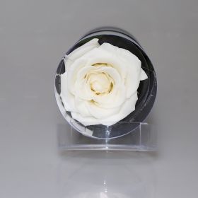 Creative Preserved Fresh Flower Cylinder Ornaments (Color: White)